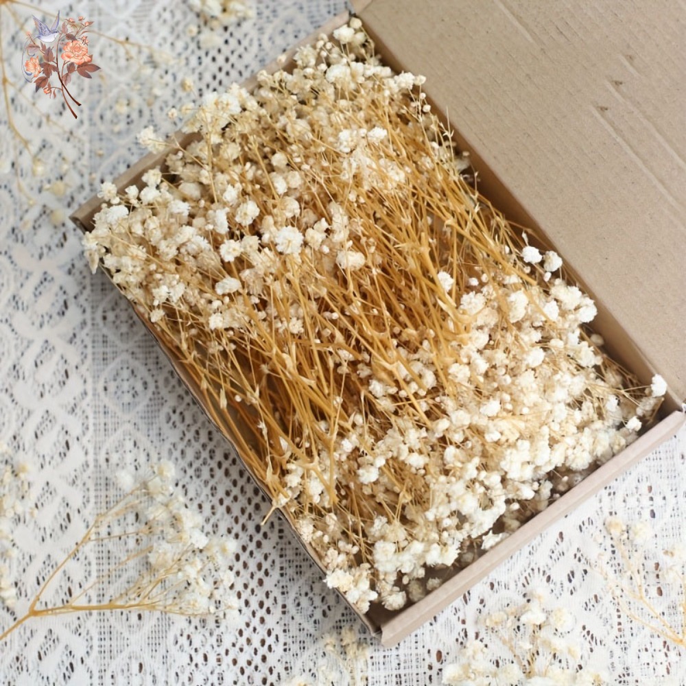 100個入りミニドライカスミソウ、レジン工芸DIY、家の装飾 - Embellish Craft のレビューと価格
